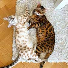Such Beautiful Cats Bengal Cat Beautiful Cats Pretty Cats
