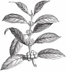 Image result for Coffea salvatrix