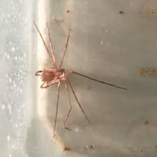 Image result for Sinopteridaceae