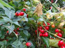 They require regular pruning to keep their branches from becoming a tangled and impenetrable bramble of stems. Edible Fruits And Berries And Some Poisonous Ones Too Jack Raven Bushcraft