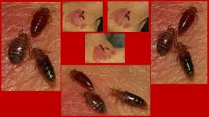 We know this is bad news, but upholstered furniture can be a paradise for bed bugs. Can Bed Bugs Live Hide And Lay Eggs In Wood Furniture How To Check Updated 2020 Just Wood Furniture