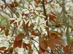 Image result for Amelanchier laevis