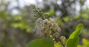 Image result for Capparaceae