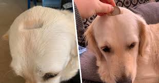 Golden Retriever Ends Up Looking Like A Money Box After Isolation Shaving Accident Unilad