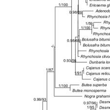 Image result for Eriosema rhynchosioides