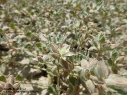 Image result for Glinus lotoides