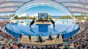 Maybe you would like to learn more about one of these? Trauer Um Toten Orca