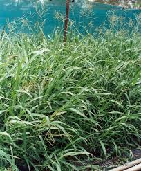 Image result for Urochloa villosa