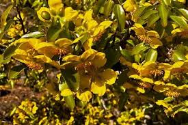 Image result for Rhigozum zambesiacum