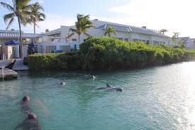 Welcome to the Family, Dolphin Connection!