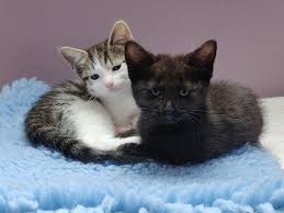 Please make a reservation with the cafe to visit the adoptable cats there. Welcome To Cats Protection