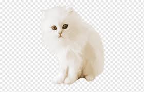 Kedi Farsca Kedi Ingiliz Semilonghair Asya Semilonghair Napolyon Kedisi Kedi Yavrusu Cymric Ragamuffin Cat Asya Yari El Yazisi Asya Semilonghair Ingiliz El Yazisi Png Pngwing
