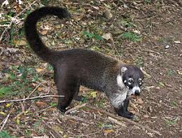Neugieriger nasenbär aus dem tierpark stadt haag in niedersösterreich! Weissrussel Nasenbar Wikipedia
