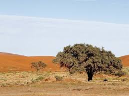 Image result for Tribulus zeyheri