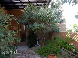 It is heat and drought tolerant and requires little maintenance once. Texas Mountain Laurel Silver Peso Archives Desert Gardening 101