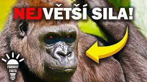 Image result for pokoutnik st job 