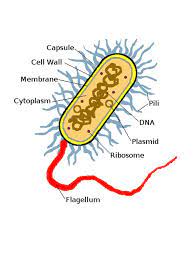 We did not find results for: 2 2 1 Draw A Generalized Prokaryotic Cell As Seen In Electron Micrographs The Diagram With The Functions Of Each Named Structure Ppt Download