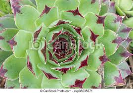 We did not find results for: Closeup Of Sempervium Calcareum Succulent Plant Also Called Hen And Chicks Green Wheel With Red Purple Tips Canstock