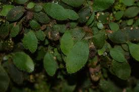 Image result for Elaphoglossum spathulatum