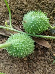 Image result for Cucumis anguria