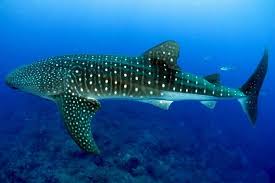 Whale Shark Facts For Kids Complete Whale Shark Information