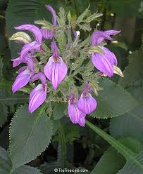 Image result for Brillantaisia cicatricosa