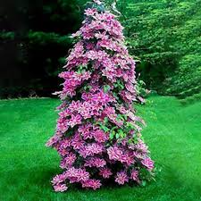 We did not find results for: Yukio Seed Corner Rare 50pcs Clematis Climbing Plants Evergreen Country Garden Classic Woodland Vine Hardy Perennial Flower Seeds For Terraces Pergolas Or Conservatories Buy Online In Aruba At Aruba Desertcart Com Productid
