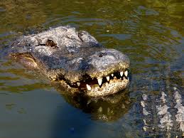 This might sound to the common ear as something somewhat crazy, but the common ear often is steeped in disrespect for the cultures the forefathers of. Where To Wrestle Alligators In Orlando