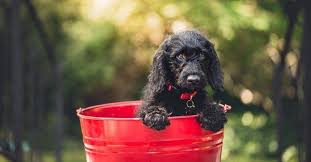 Chinese dog names can apply to breeds that were developed in china but they can also be chosen for any pup if because you like it! Chinese Female Dog Names