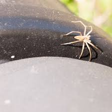 Image result for große winkelspinne biss haut reaktion