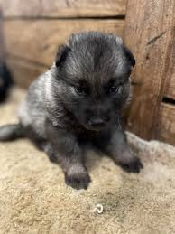 Image result for norský losí pes šedý