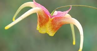 Epimedium X Omeiense Akane Plant Nursery Plants Unusual Plants