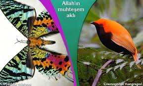Iman Hakikati Cicekler Bocekler Kuslar Baliklar Bakteriler Hayvanlar Gokyuzu Yeryuzu Mucizeler Guzellikler Manzara Charles Darwin Fosiller Hayvanlar