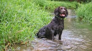 Image result for německý křepelák postava