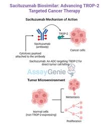 Image result for Targeted Cancer Therapy