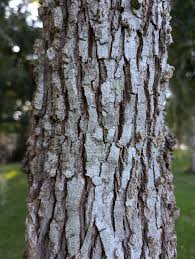 Image result for Ulmaceae