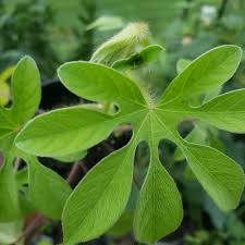 Image result for Ipomoea pes-tigridis