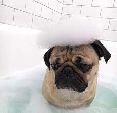 Pinterest Reneezaf Cute Pugs Puppies Cute Dogs