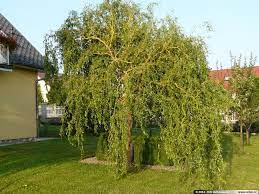 Vrba bílá ( salix alba) je obvykle mohutný, rychle rostoucí strom z čeledi vrbovitých, původní v české flóře. Salix X Erythroflexuosa Vrba Argentinska Salix Alba Tristis X Matsudana Tortuosa Stuga