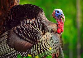 Image result for wild turkey