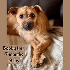 ⭐️Available for Adoption in Fareham, Hampshire⭐️ These two little beauties  🥰 arrived in foster with me today. Both very inquisitive and lapping up  the cuddles already, all wees in the garden and