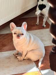 Image result for chihuahua big obesity