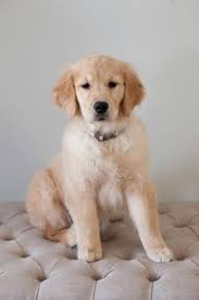 These loyal, sociable dogs are excellent with children and the golden retriever, an exuberant scottish gundog of great beauty, stands among america's most popular dog breeds. 18 Brookhill Goldens Ideas Retriever Golden Retriever Retriever Puppy