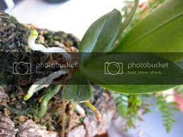 Clicca Sull Immagine Per Visualizzarla Nel Formato Intero Giardinaggio Fioritura Orchidea