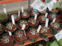 Image result for Habenaria attenuata