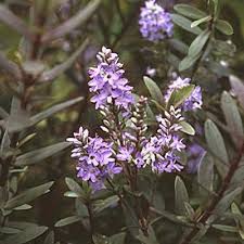 Veronica 'Shirley Blue'