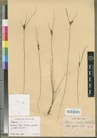 Image result for Pycreus africanus