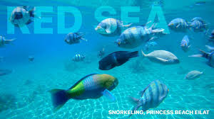 See 3,378 traveler reviews, 5,225 candid photos, and great deals for hilton seychelles labriz resort & spa, ranked #1 of 1 hotel in silhouette island and rated 4.5 of 5 at tripadvisor. Red Sea Snorkeling Eilat Israel 4k Youtube
