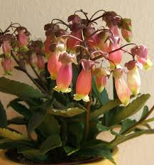 Image result for Kalanchoe hametiorum