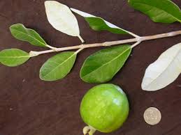 Image result for Feijoa sellowiana